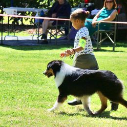 Australian Shepherds from Guiding Light Aussies