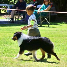 Australian Shepherds from Guiding Light Aussies
