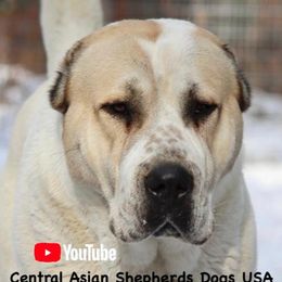 Central Asian Shepherd Dogs from Alabaivalley