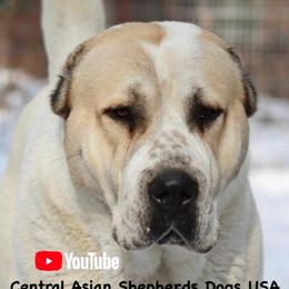 Central Asian Shepherd Dogs from Alabaivalley