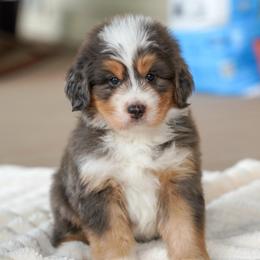 Tide - Merle male Bernedoodle puppy in Dundee, Ohio from Down Home Doodle