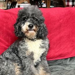 Skye - Bernedoodle