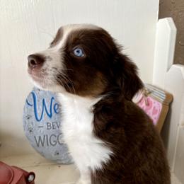 Boy 5 - male Miniature Australian Shepherd puppy in Port Saint Lucie, Florida from Charlene Brannon's Mini Australian Shepherds