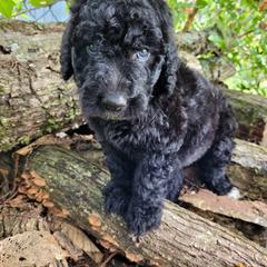 Labradoodle Puppies from Red Dirt Doodles