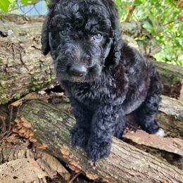 Labradoodle Puppies from Red Dirt Doodles