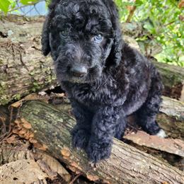 Labradoodle Puppies from Red Dirt Doodles
