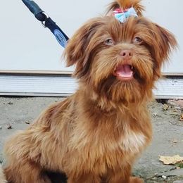 Shih Tzus from Lotte-Lou's Shih-Tzus