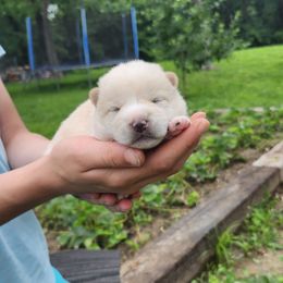 Boy 1 - Cream male Shiba Inu puppy in Illinois from Precious-Puppies
