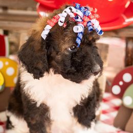 Bernedoodle Puppies from Peyton Doodles