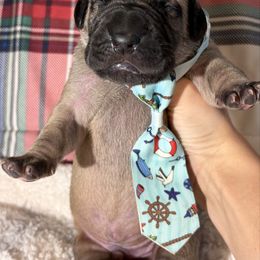 Zeus - Fawn male Great Dane puppy in Scottsburg, Virginia from Virginia Great Danes