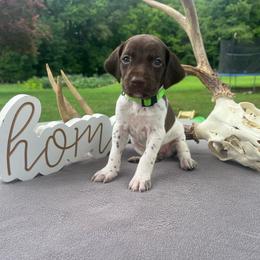 Lime green girl - Liver and white female German Shorthaired Pointer puppy in Liberty, North Carolina from White Barn Kennels LLC