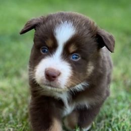 Miniature Australian Shepherds from Papa 67's amazing Aussies