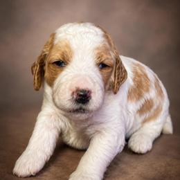 Therese (Piper) - Parti female Goldendoodle puppy in Rocky Point, North Carolina from CelticDoods