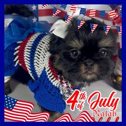 Nalah - Black and tan female Shih Tzu puppy in Mercedes, Texas from Tzu Casa