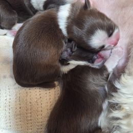 Shih Tzu puppies from SweetTee's Shih Tzus LLC