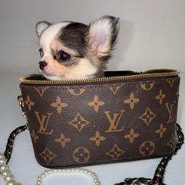 Peeps 8,500 - Black sabled fawn female Chihuahua puppy in Naples, Florida from Naples Tiny Dogs