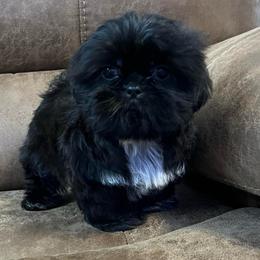 AKC Lennox - Black and white male Shih Tzu puppy in Greenville, South Carolina from Babyface Shih Tzu