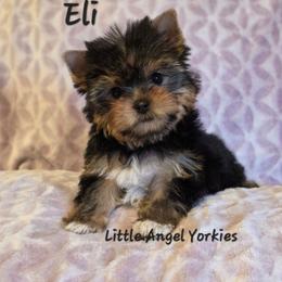 Eli - Black and tan male Yorkshire Terrier puppy in Luray, Tennessee from Little Angel Yorkies