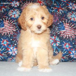 Lotus - Caramel female Australian Labradoodle puppy in Hackettstown, New Jersey from Sunny Heart Doodles