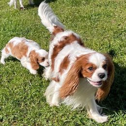 Dozer - Cavalier King Charles Spaniel