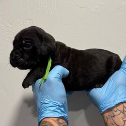 Male 1 - Black male Cane Corso puppy in Cashion, Oklahoma from APEXOK Cane Corsos LLC