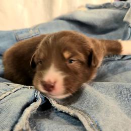 Jogger - Red tri-color female Australian Shepherd puppy in Bumpass, Virginia from Glitterati Australian Shepherds