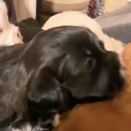 Shih Tzus from Booshie the Breeder