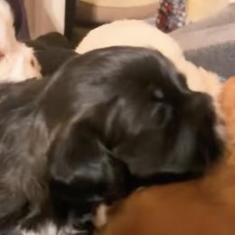 Shih Tzus from Booshie the Breeder
