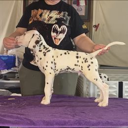 Dalmatian Puppies from CarriageHill Dalmatians