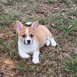 Female 2 - Sable female Pembroke Welsh Corgi puppy in Cooper, Texas from S7 Corgis and Chaos