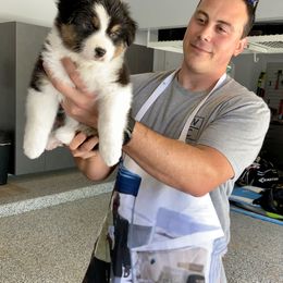 Australian Shepherd Puppies from Highline