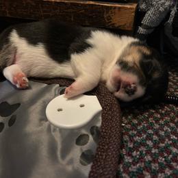 Oreo - Black and white female American Corgi puppy in Waltham, Maine from Downeast Corgis