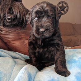 Giant Schnauzer Puppies from Riesenschnauzers von Reh Bach