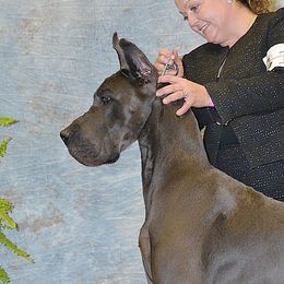 Simon - Great Dane