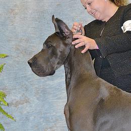 Simon - Great Dane