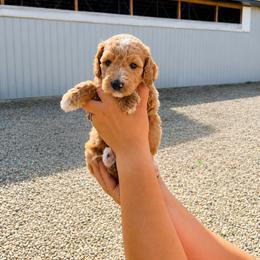 Aussiedoodle, Cavapoo, Goldendoodle, and Newfypoo Puppies from Haaspawz