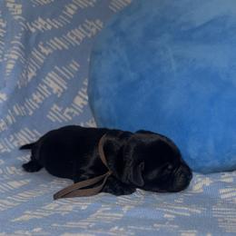Brown Collar Male - Black male Labrador Retriever puppy in Kissimmee, Florida from SunState Labs