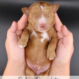 Mochi - Red  male Goldendoodle puppy in Comanche, Texas from Central Texas Doodles, LLC.