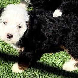 Penny - Tri-color female Bernedoodle puppy in Saint Francis, Kansas from Land of Oz Doodles