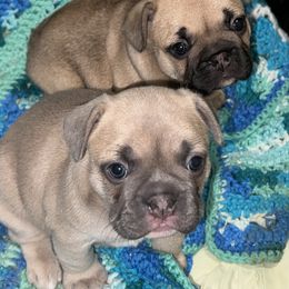 Boy - Blue fawn male French Bulldog puppy in Kansas City, Missouri from Kingdom Cubz Kennel