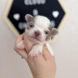 Reed - Chocolate blue male Chihuahua puppy in Harrison, Michigan from Cloud9 Chihuahuas