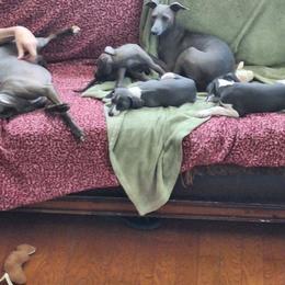 Italian Greyhound Puppies from Fisher Link