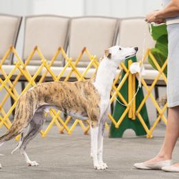 Mark - Whippet