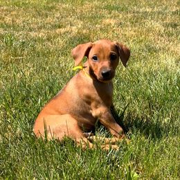 Boy 1 - Red German Pinscher puppy in Olympic Peninsula, Washington from Immer Treu German Pinschers