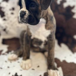 Boston Terrier and Boxer Puppies from Shotgun Pups