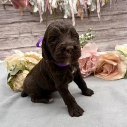 Bean - Liver and white female Springerdoodle puppy in Lisbon, Ohio from Willow Lane Doodles