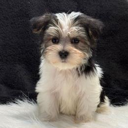Trey - Parti male Yorkipoo puppy in Lebanon, Kentucky from Mosaic Merle Doodles