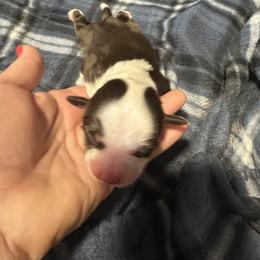 Miniature American Shepherd Puppies from Bond’s MAS