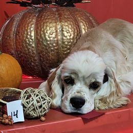 Girl 3 - Cocker Spaniel puppy in Peoria, Arizona from Stand Alone Cockers
