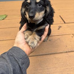Male 1 - Black and cream male Dachshund puppy in Rio, Wisconsin from Three K Miniature Dachshunds